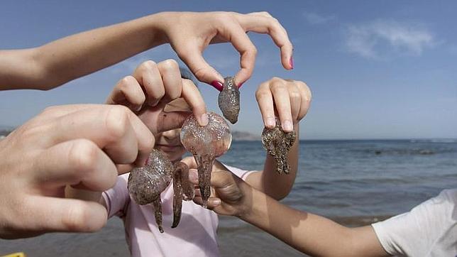 niños sujetan medusas en la playa