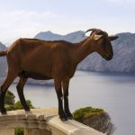 Las cabras asilvestradas destruyen los bosques de encinas de Mallorca