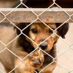 Calvià destina 26.000 euros a la protección y bienestar animal