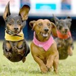 La​ ​asociación​​ ​​Peluditos​​ ​​de​​ ​​Son​​ ​​Reus​​ ​​colaborará​​ ​​este​ ​fin​ ​​de​​ ​​semana​​ ​​en​ ​la​ ​Doggie​​ ​​Race​​ ​​de​​ ​​Po​rtAdriano 