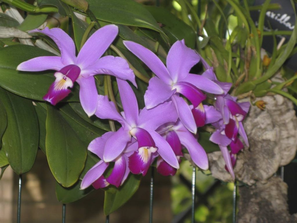 Orquídea del Prat
