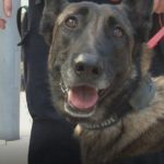 La nueva unidad canina de Eivissa se estrena con 10 denuncias en dos operaciones