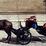 EUIB acusa al Ajuntament de Palma de "cruzarse de brazos" ante el sufrimiento de los caballos de las galeras en verano