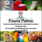 CLUB4 te espera mañana en Fauna Palma