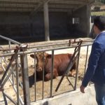 El PSOE se compromete a que 'Sa Granja' de Menorca tenga un quirófano para animales de gran tonelaje