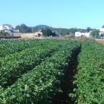 Ibiza lidera el abandono de campos de cultivo en Balears