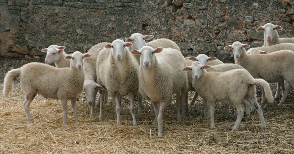 ramaders, ovelles