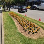 El Ayuntamiento de Palma retoma la siembra de flor tras tres años