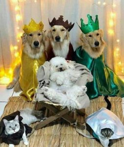 reyes magos perros
