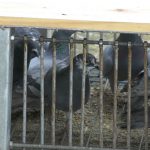 El Ajuntament de Santanyí trabaja para erradicar una plaga de palomas en el municipio