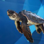 Una tortuga nacida en Ibiza se recupera en el Oceanogràfic de Valencia