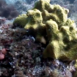 Tres nuevas especies de esponjas submarinas descubiertas entre Ibiza y Mallorca
