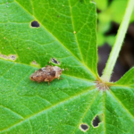 La UIB detecta los insectos que provocan en los árboles la letal Xylella fastidiosa