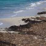 La política de retirada de posidonia en las playas de Baleares sirve de ejemplo a otras regiones europeas