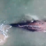 Muere en Valencia la ballena liberada de una red de pesca en Cala Millor