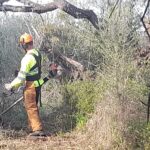 Endesa invierte 3,3 millones de euros en actuaciones para la prevención de incendios forestales en Baleares